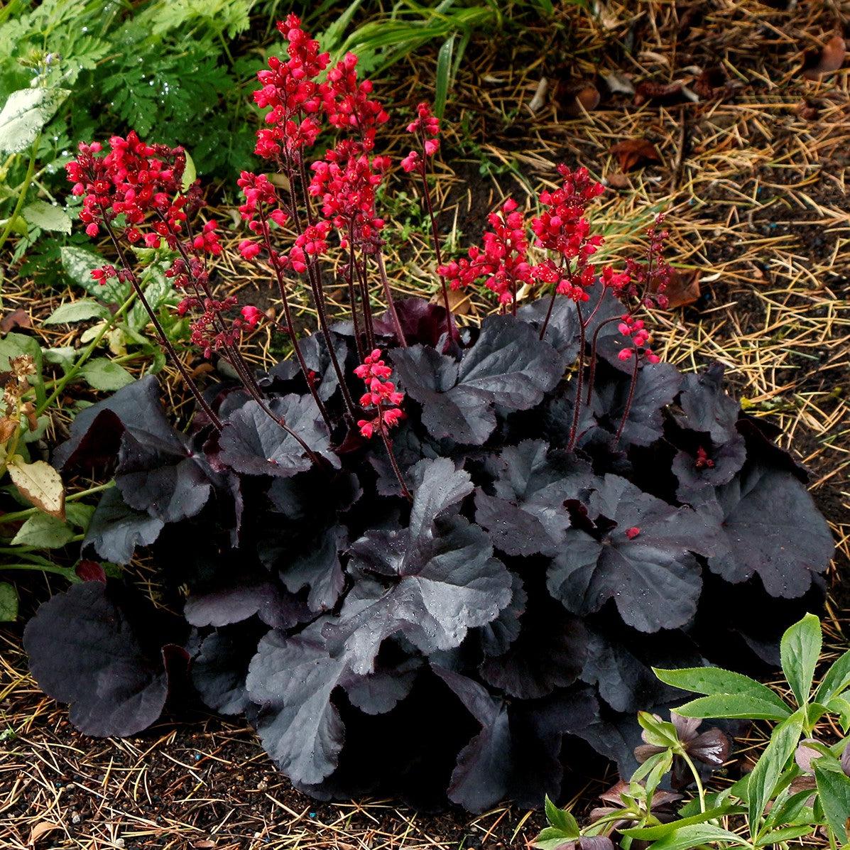 Heuchera 'Black Forest Cake' ~ Black Forest Cake Heuchera-ServeScape