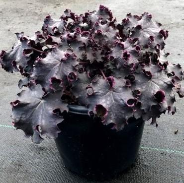Heuchera 'Black Knight' ~ Heureka™ Black Knight Coral Bells-ServeScape