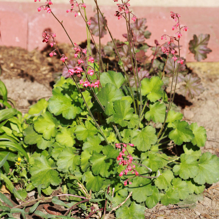 Heuchera 'Bressingham Hybrids' ~ Bressingham Hybrids Coral Bells - Delivered By ServeScape