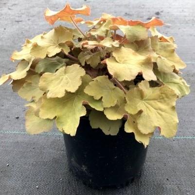 Heuchera 'Caramel' PP16,560 ~ Caramel Coral Bells, Heuchera-ServeScape