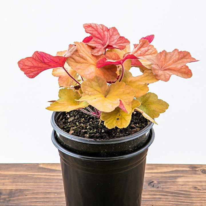 Heuchera  'Caramel' PP16,560 ~ Caramel Coral Bells, Heuchera - Delivered By ServeScape