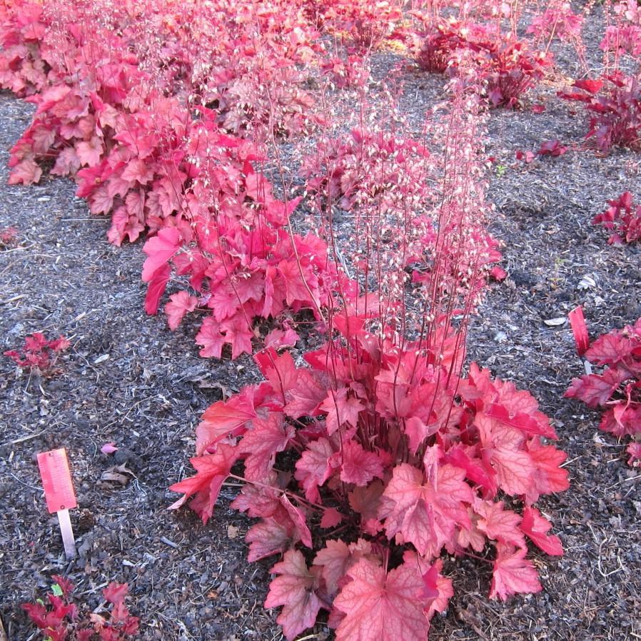 Heuchera 'Carnival Watermelon' ~ Carnival Watermelon Coral Bells - Delivered By ServeScape