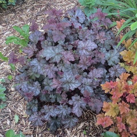 Heuchera 'CarnivalPlum Crazy' ~ Carnival™ Plum Crazy Coral Bells-ServeScape