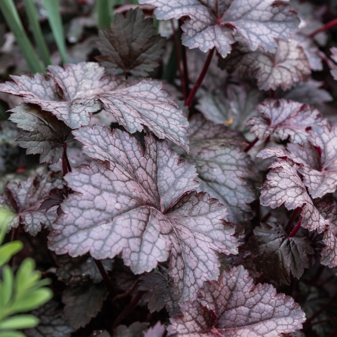 Heuchera 'CarnivalPlum Crazy' ~ Carnival™ Plum Crazy Coral Bells-ServeScape