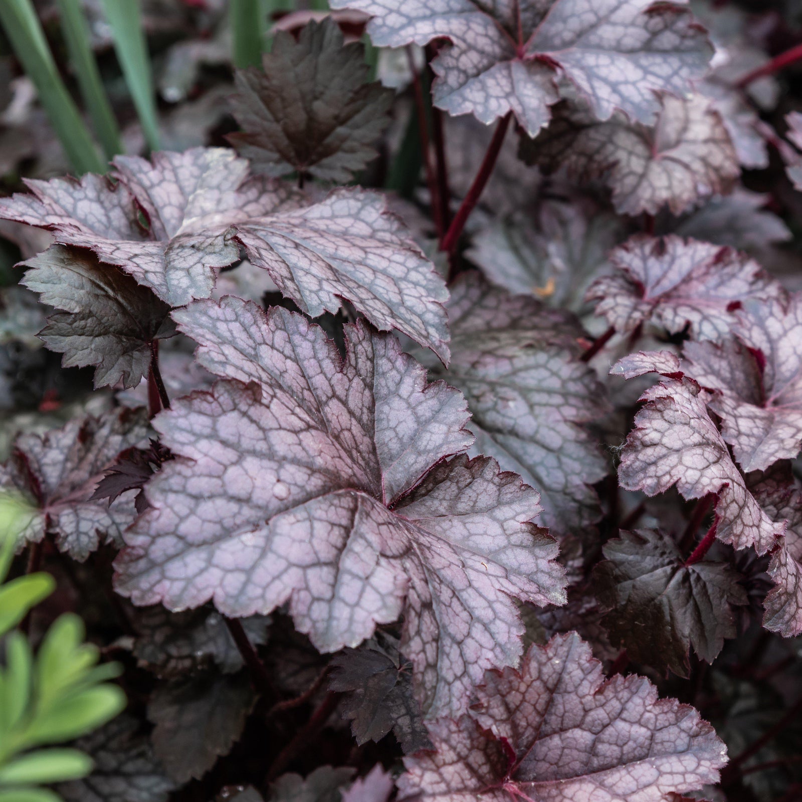 Heuchera 'CarnivalPlum Crazy' ~ Carnival™ Plum Crazy Coral Bells-ServeScape