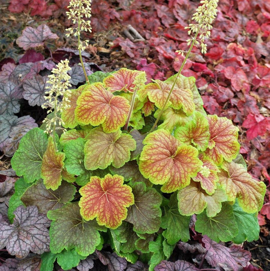 Heuchera ‘Delta Dawn’ ~ Delta Dawn Coral Bells-ServeScape