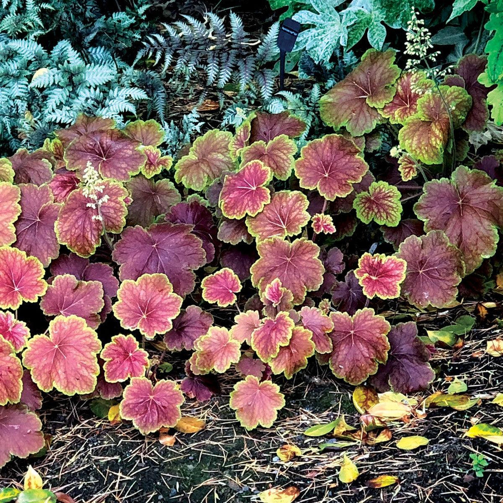 Heuchera ‘Delta Dawn’ ~ Delta Dawn Coral Bells-ServeScape