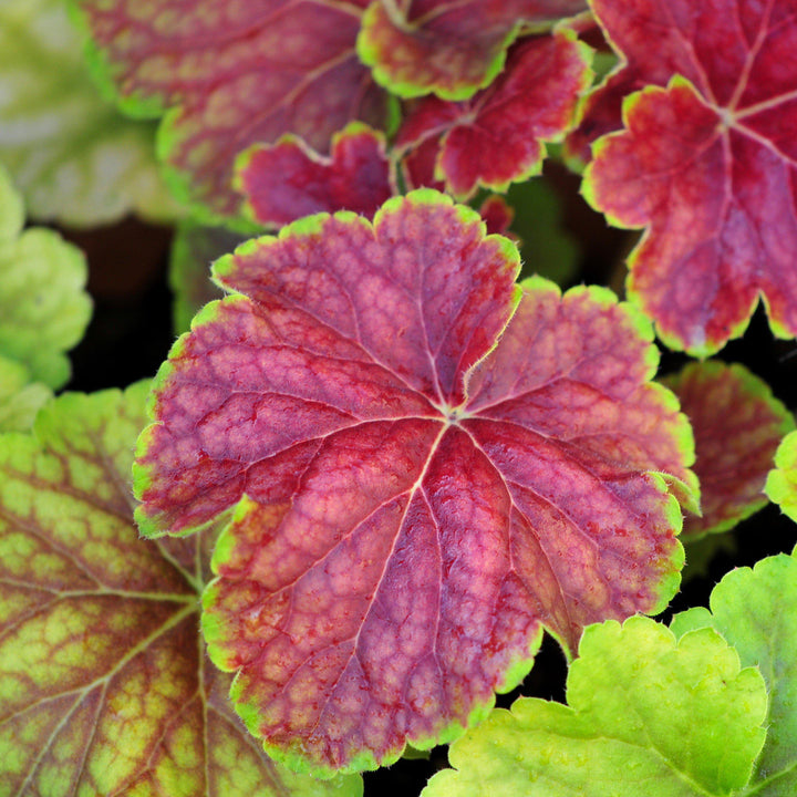 Heuchera ‘Delta Dawn’ ~ Delta Dawn Coral Bells - Delivered By ServeScape