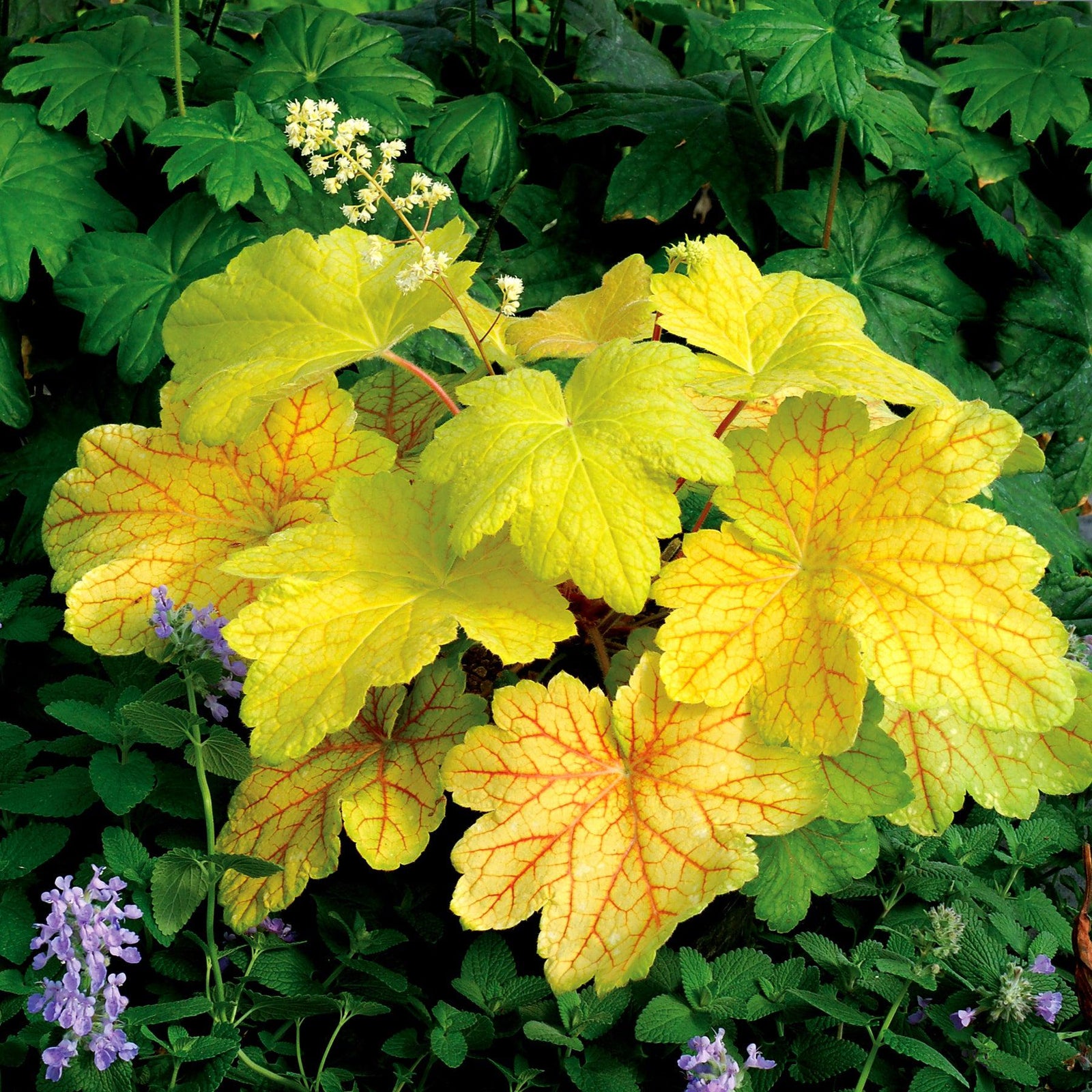 Heuchera 'Electric Lime' ~ Electric Lime Coral Bells-ServeScape