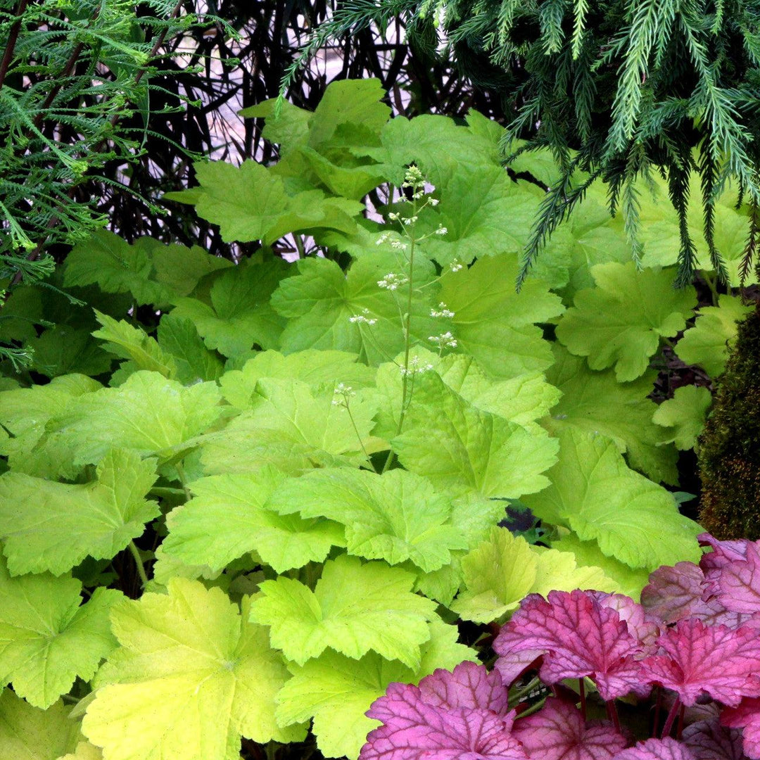 Heuchera 'Electric Lime' ~ Electric Lime Coral Bells-ServeScape