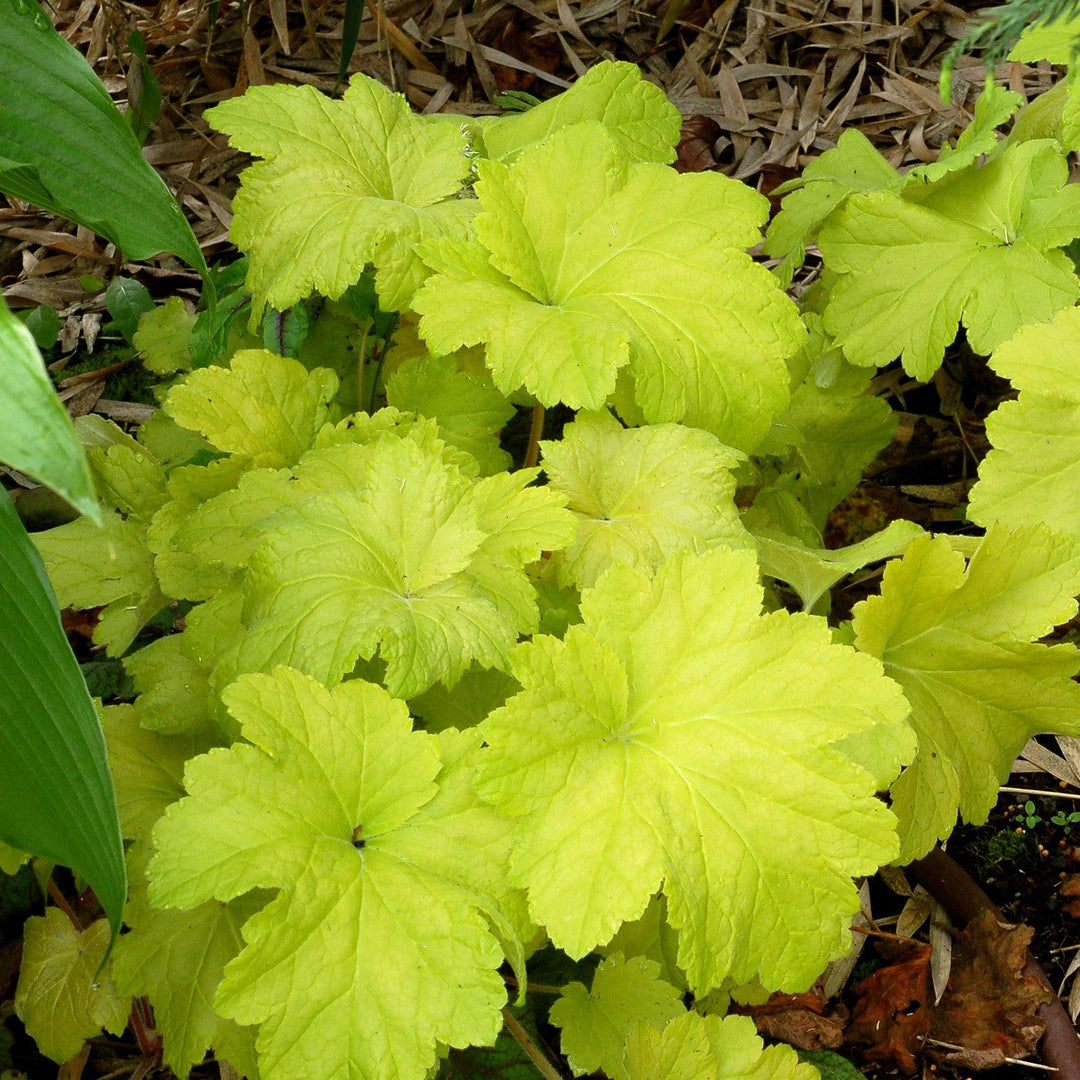 Heuchera 'Electric Lime' ~ Electric Lime Coral Bells-ServeScape