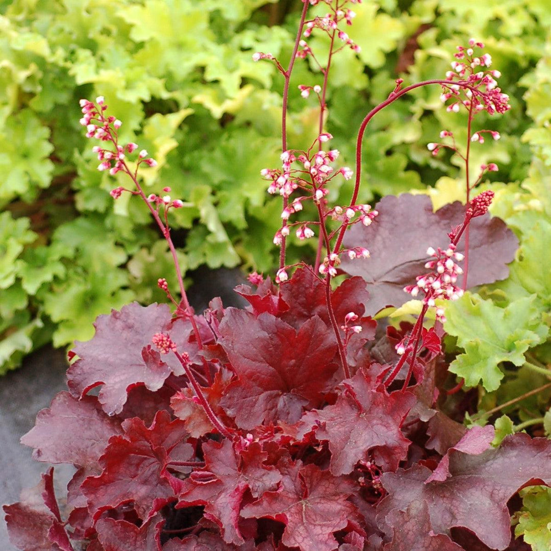 Heuchera x 'Fire Chief' ~ Fire Chief Coral Bells-ServeScape