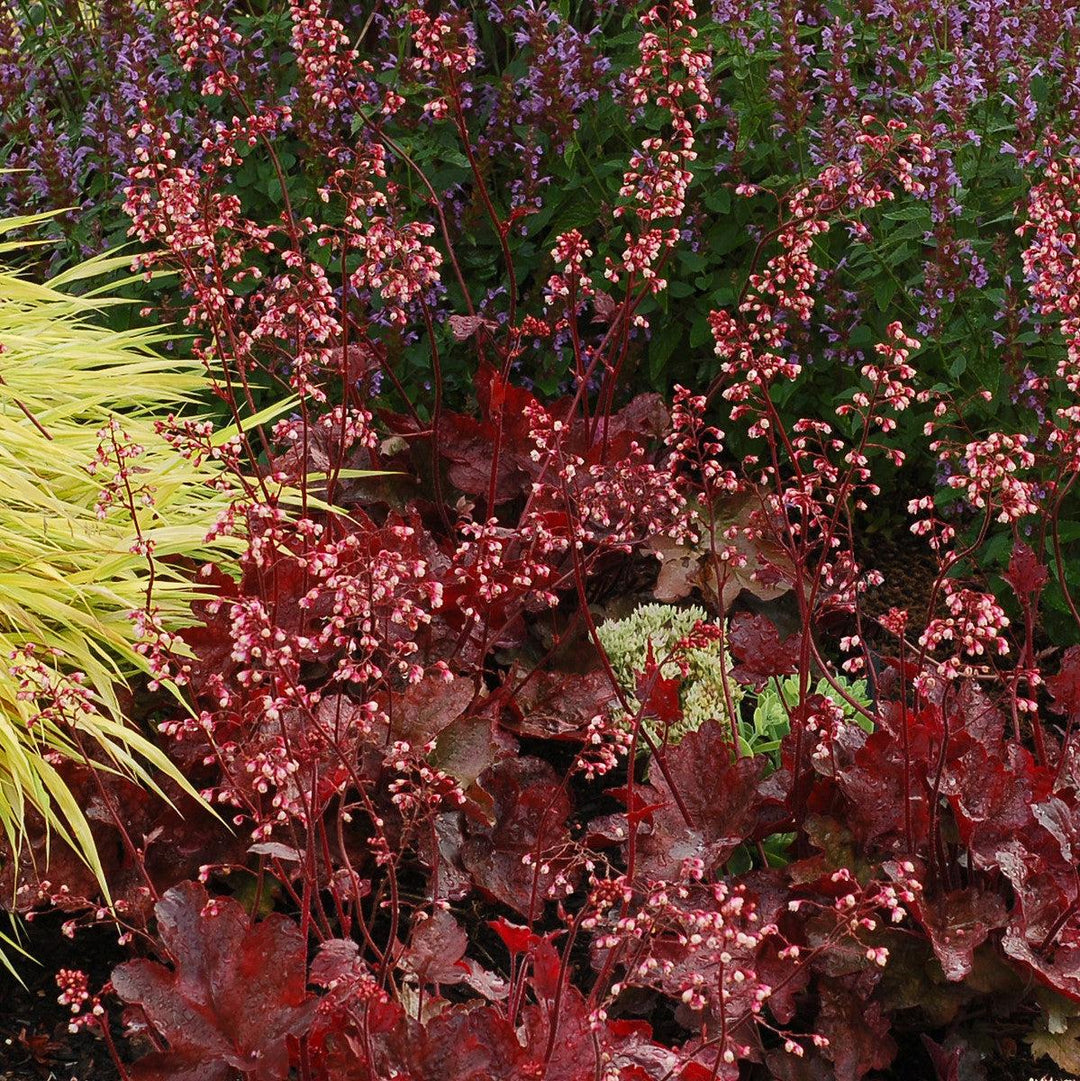 Heuchera x 'Fire Chief' ~ Fire Chief Coral Bells-ServeScape
