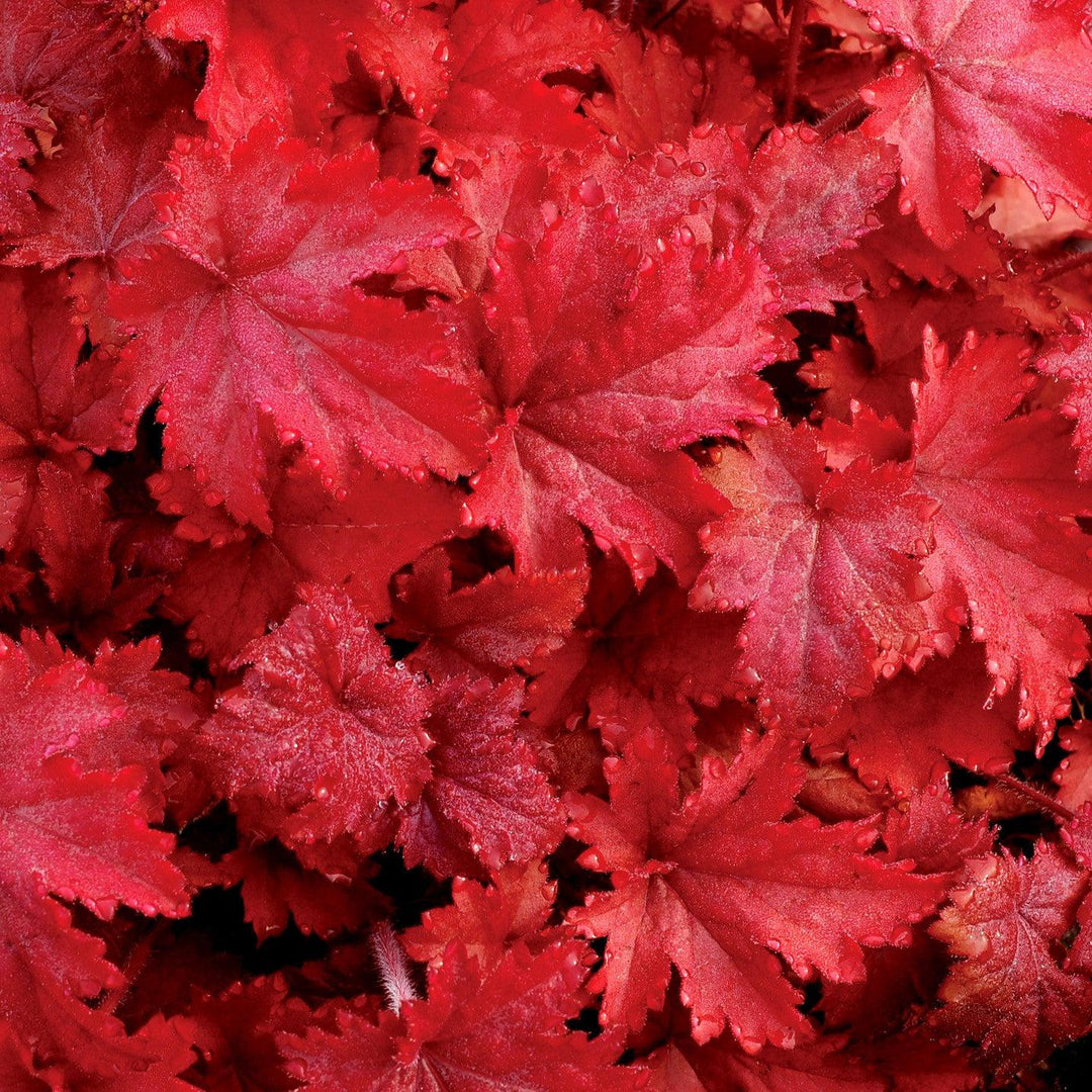 Heuchera x 'Fire Chief' ~ Fire Chief Coral Bells-ServeScape