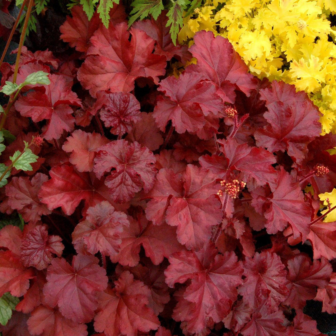 Heuchera x 'Fire Chief' ~ Fire Chief Coral Bells-ServeScape
