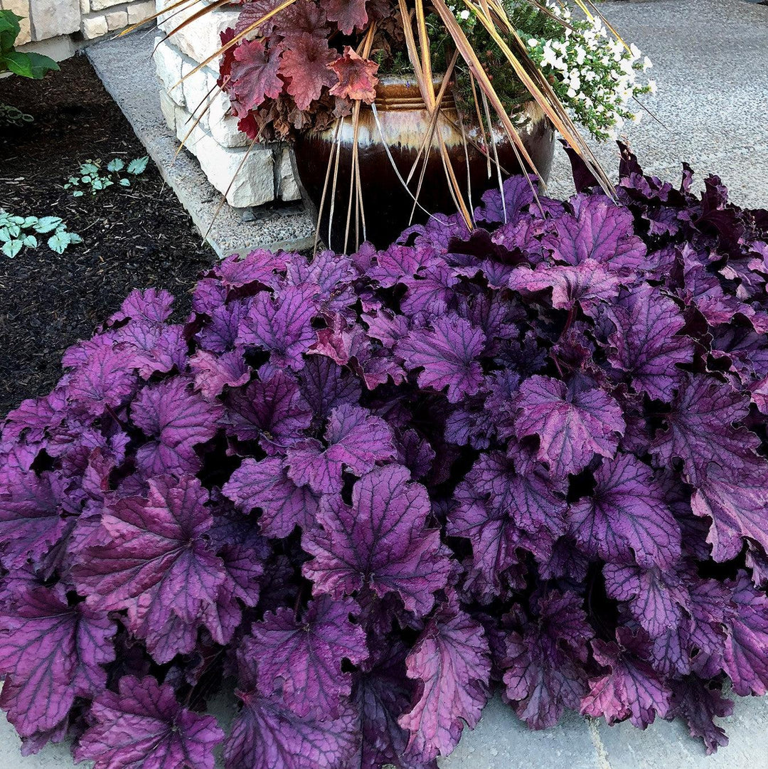 Heuchera x 'TNHEUFP' ~ Forever® Purple Coral Bells-ServeScape