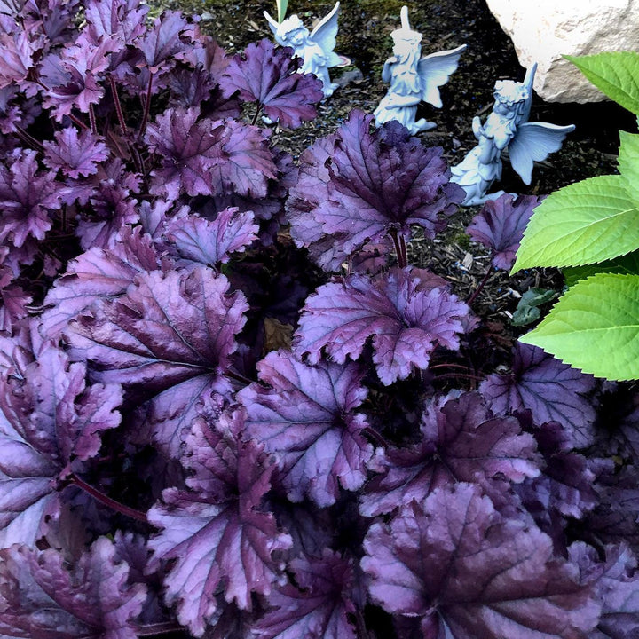 Heuchera x 'TNHEUFP' ~ Forever® Purple Coral Bells-ServeScape