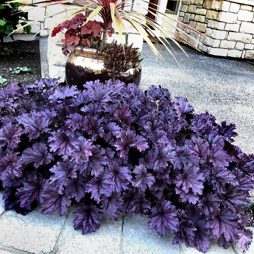 Heuchera x 'TNHEUFP' ~ Forever® Purple Coral Bells-ServeScape
