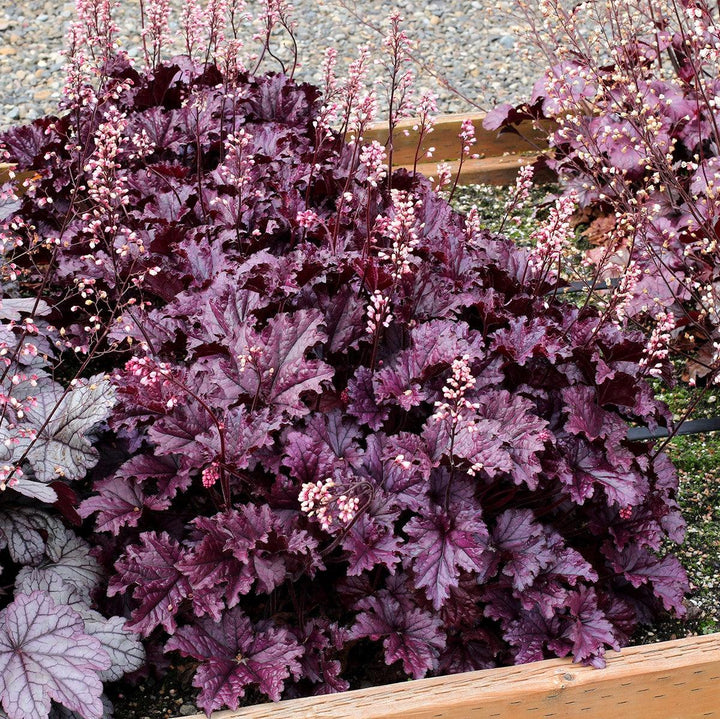 Heuchera x 'TNHEUFP' ~ Forever® Purple Coral Bells-ServeScape