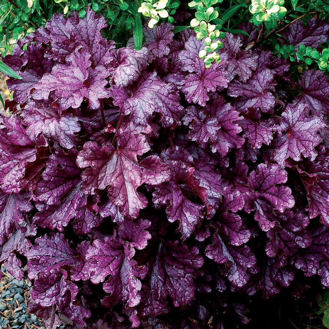 Heuchera x 'TNHEUFP' ~ Forever® Purple Coral Bells-ServeScape