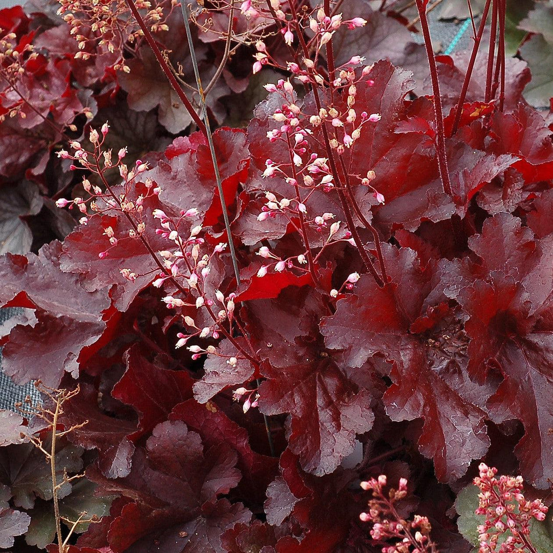 Heuchera x 'TNHEUFR' ~ Forever® Red Heuchera, Coral Bells-ServeScape