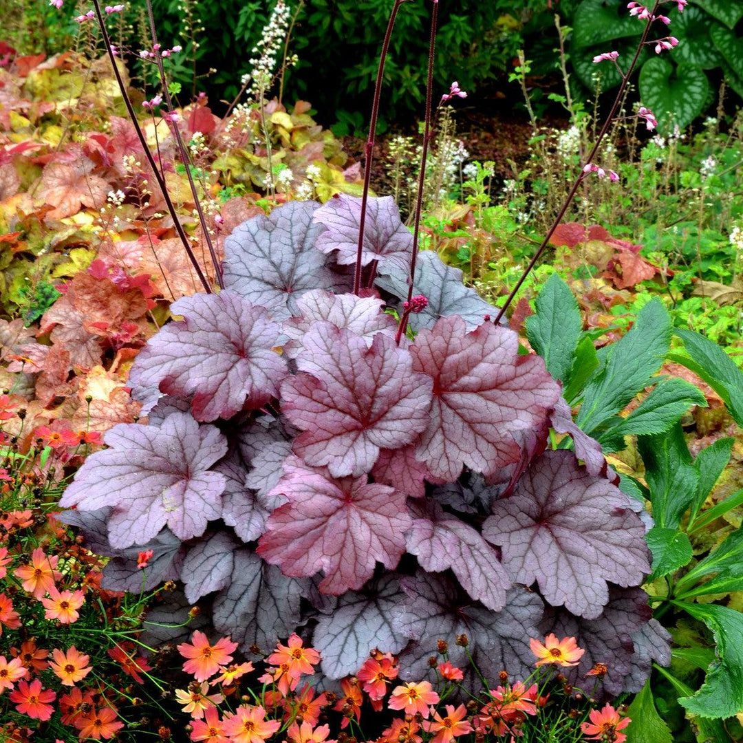 Heuchera ‘Georgia Plum’ ~ Georgia Plum Coral Bells-ServeScape