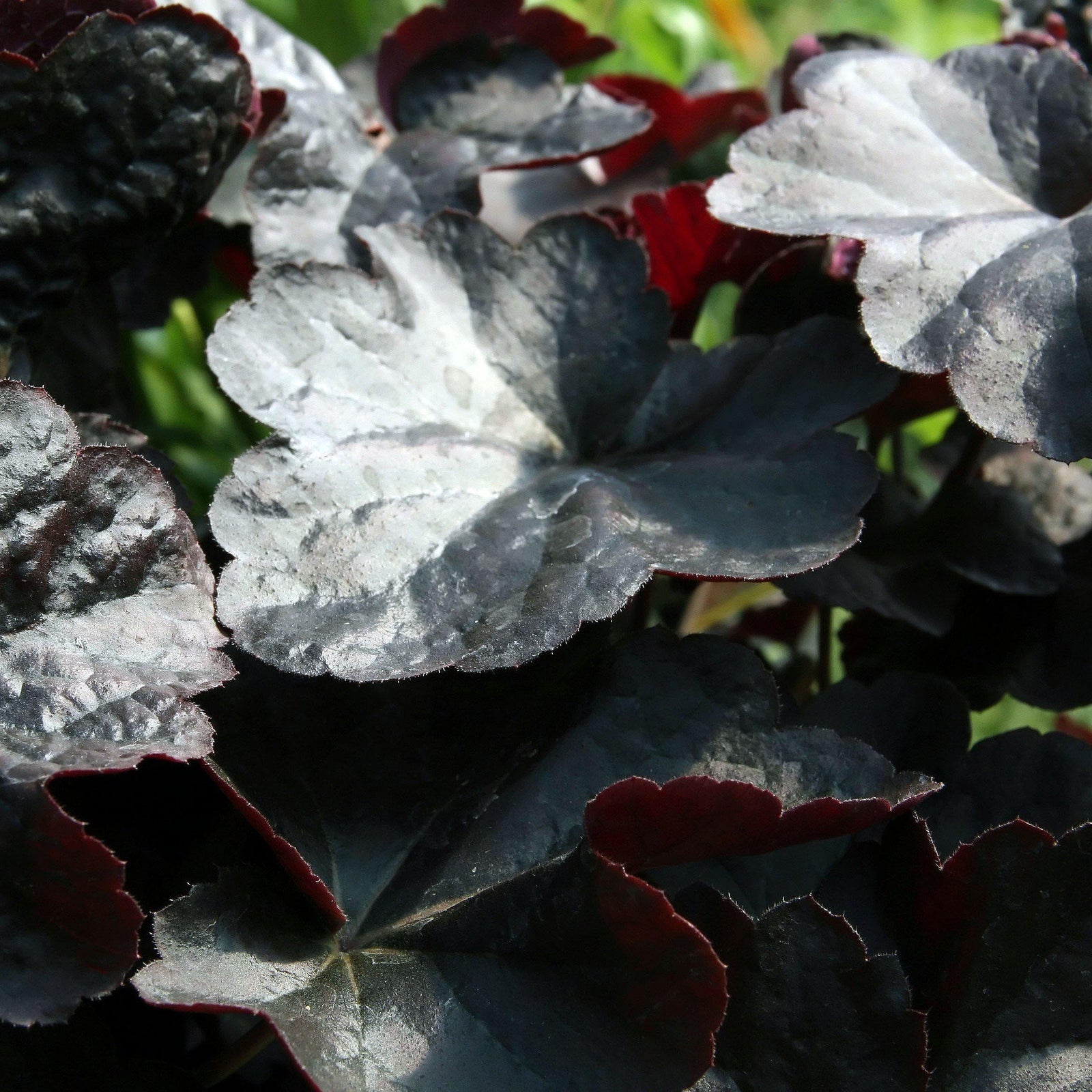 Heuchera 'Obsidian' ~ Obsidian Coral Bells - Delivered By ServeScape