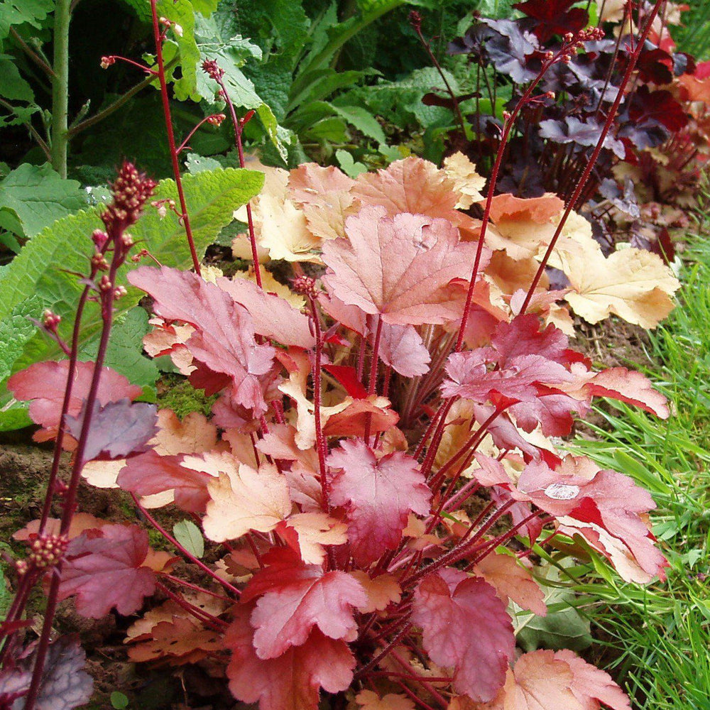 Heuchera 'Orange Dream' ~ Orange Dream Coral Bells, Alumroot - Delivered By ServeScape