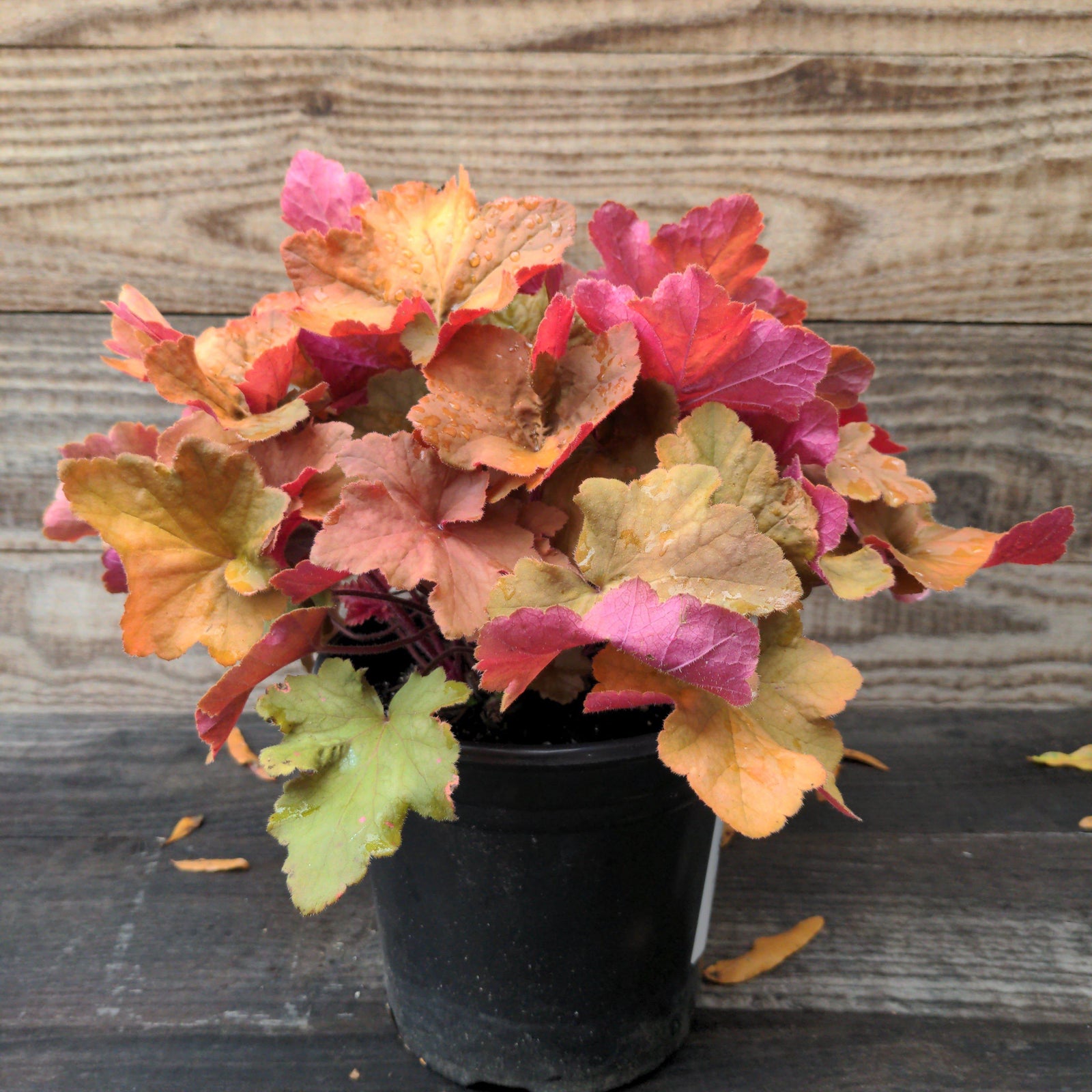 Orange dream coral bells
