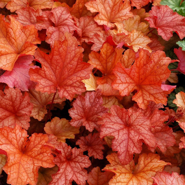 Heuchera 'Paprika' ~ Paprika Coral Bells-ServeScape