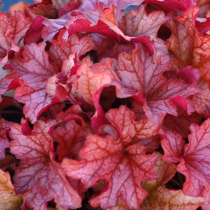 Heuchera 'Paprika' ~ Paprika Coral Bells-ServeScape