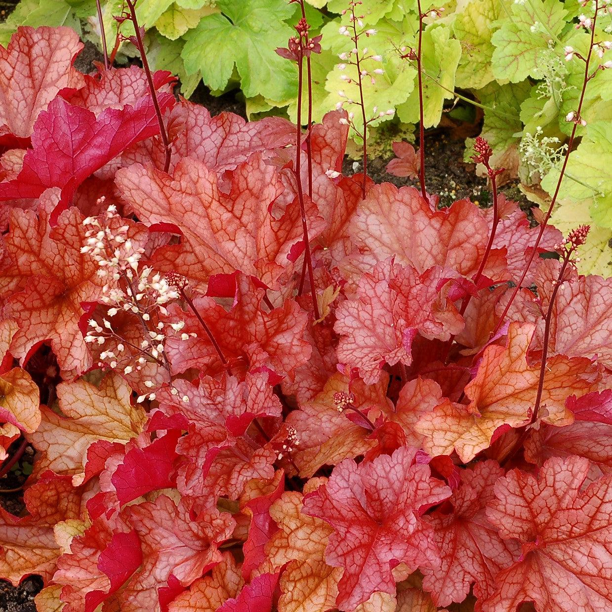 Heuchera 'Paprika' ~ Paprika Coral Bells-ServeScape