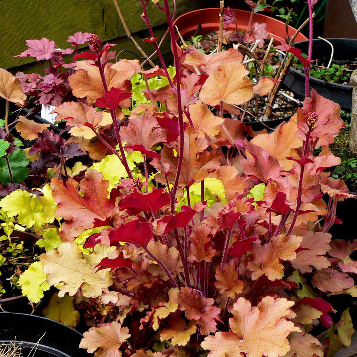 Heuchera 'Paprika' ~ Paprika Coral Bells-ServeScape
