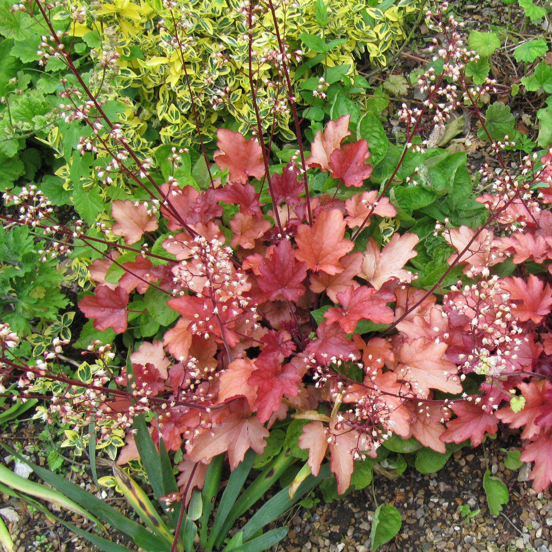 Heuchera 'Paprika' ~ Paprika Coral Bells-ServeScape