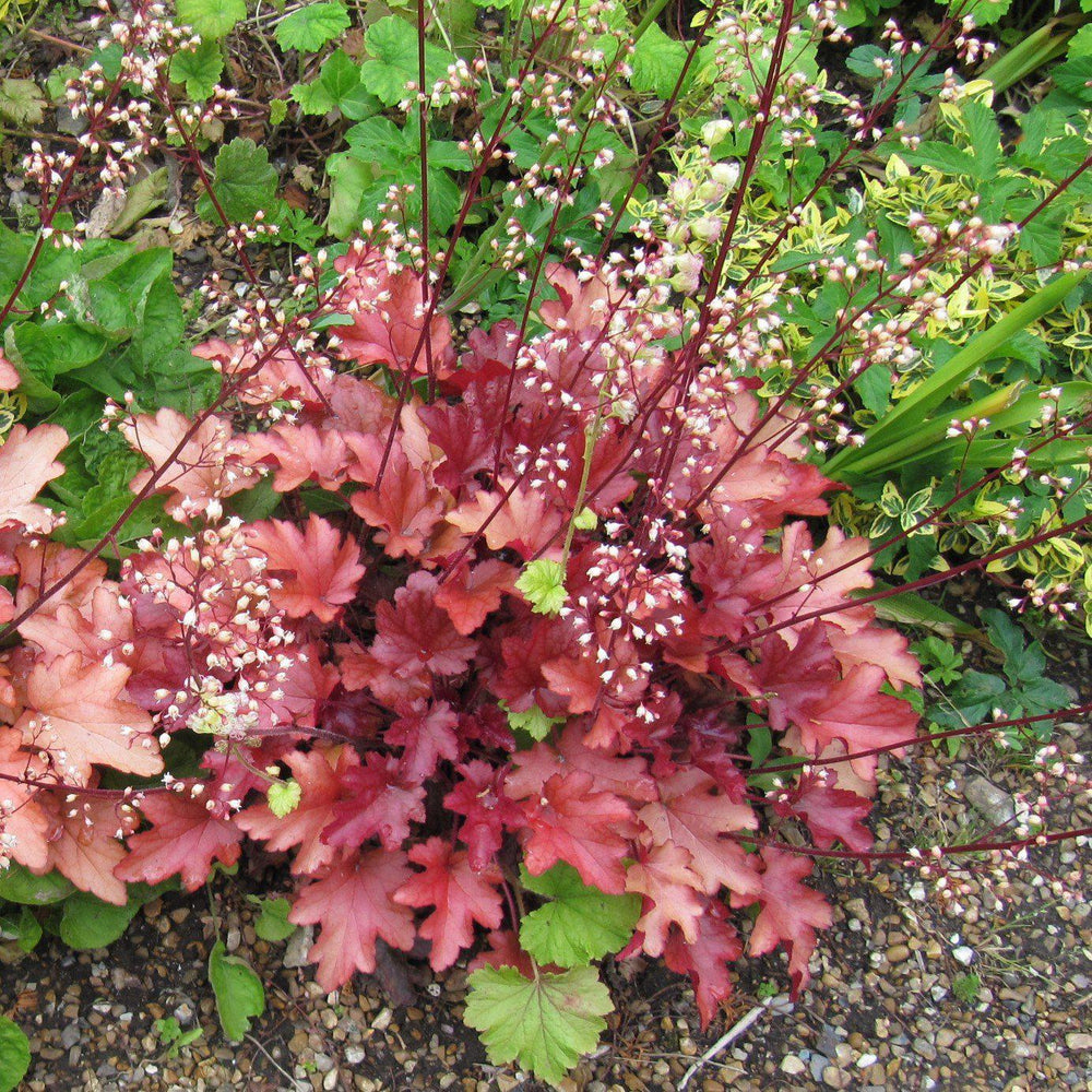 Heuchera 'Paprika' ~ Paprika Coral Bells-ServeScape