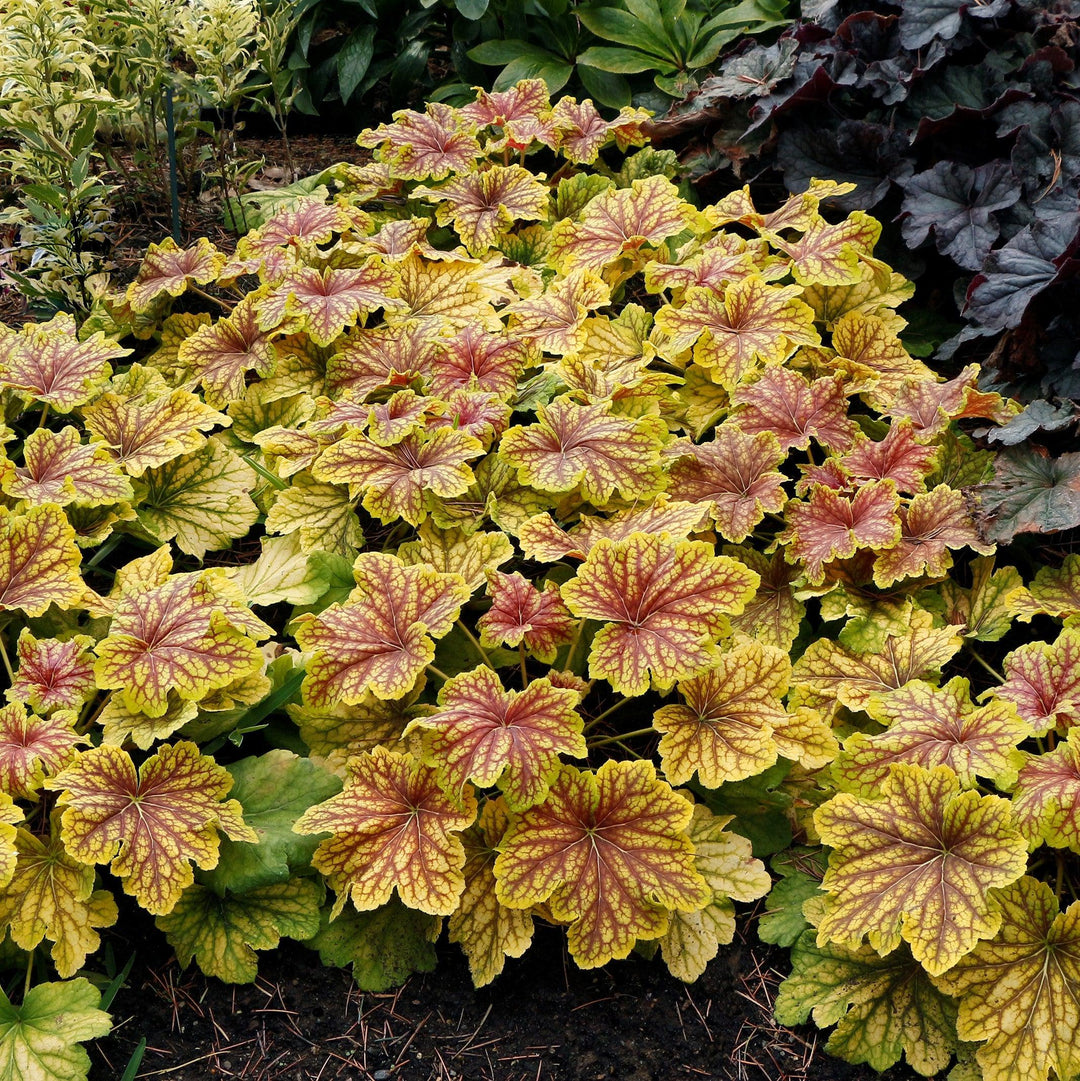 Heuchera 'Red Lightning' ~ Red Lightning Coral Bells-ServeScape