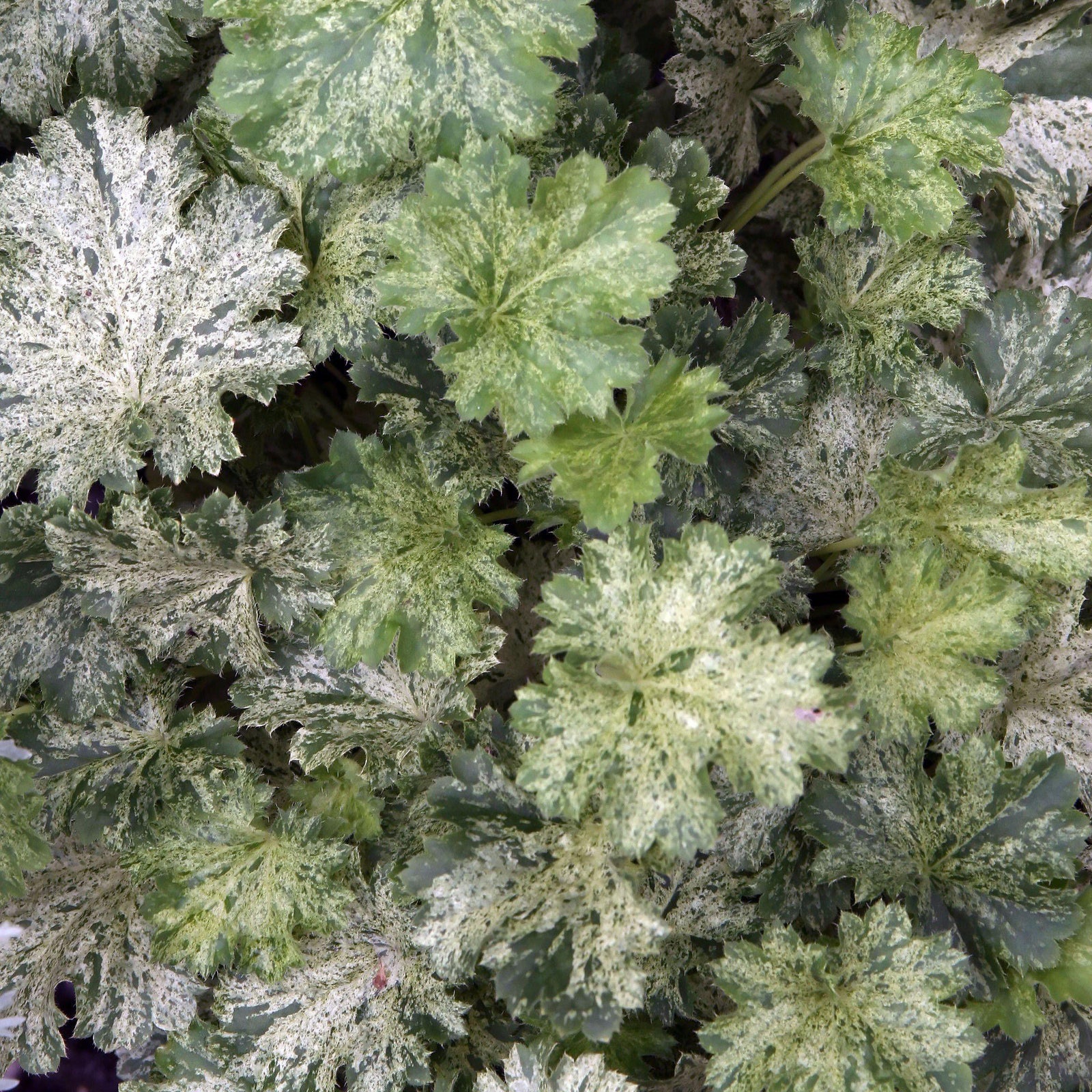 Heuchera 'Snow Angel' ~ Snow Angel Coral Bells - Delivered By ServeScape
