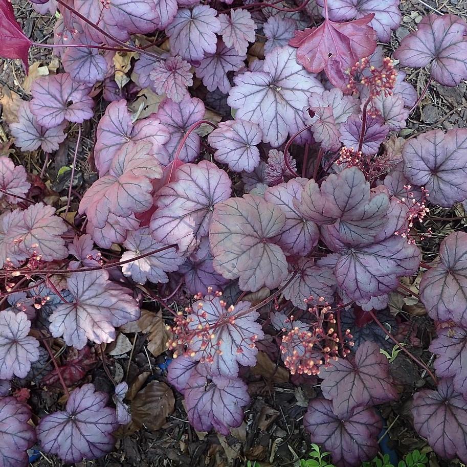 Heuchera ‘Sugar Plum’ ~ Sugar Plum Coral Bells - Delivered By ServeScape