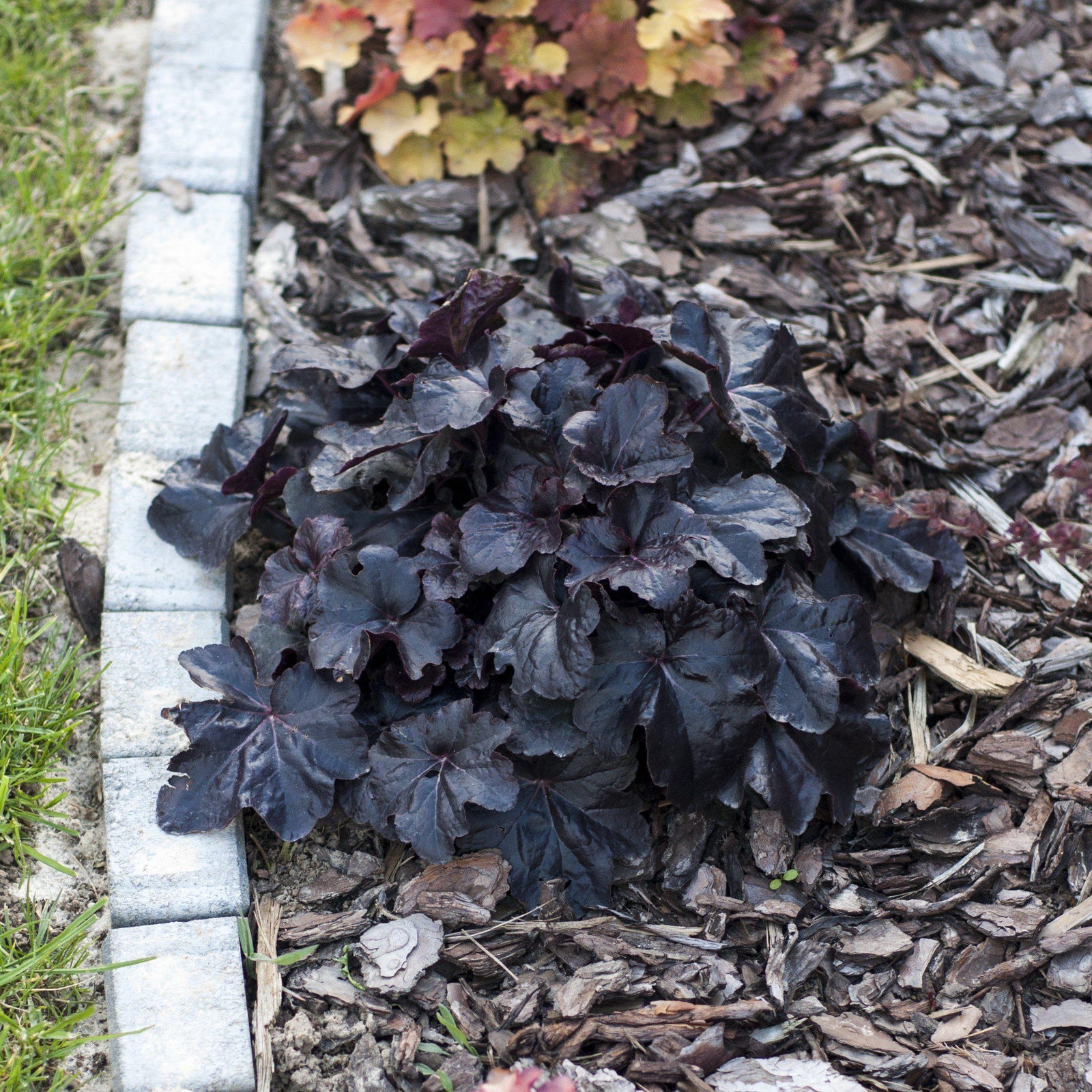 Heuchera 'Timeless Night' ~ Timeless Night Coral Bells-ServeScape