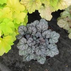 Heuchera 'Timeless Treasure' ~ Timeless Treasure Coral Bells-ServeScape