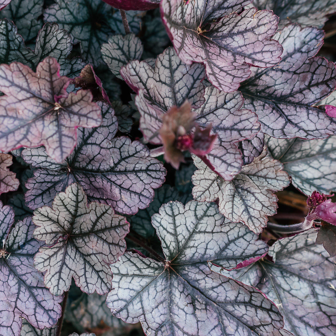 Heuchera 'Timeless Treasure' ~ Timeless Treasure Coral Bells-ServeScape