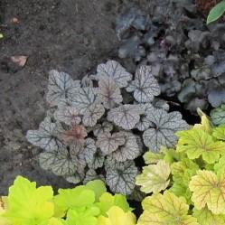 Heuchera 'Timeless Treasure' ~ Timeless Treasure Coral Bells-ServeScape