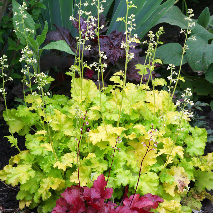 Heuchera 'Twist of Lime' ~ Twist of Lime Coral Bells-ServeScape