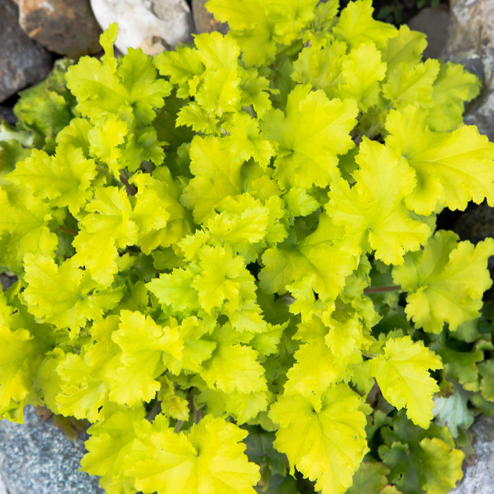 Heuchera 'Twist of Lime' ~ Twist of Lime Coral Bells-ServeScape