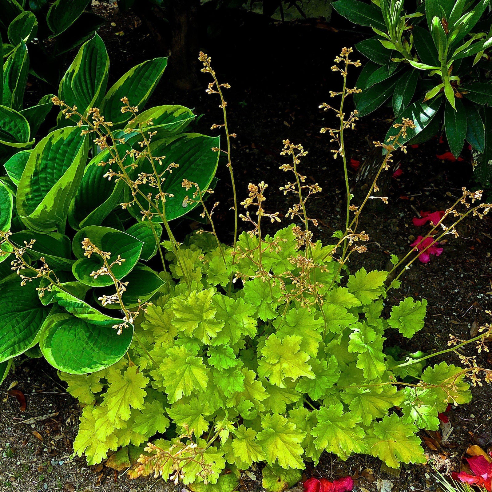 Heuchera 'Twist of Lime' ~ Twist of Lime Coral Bells-ServeScape