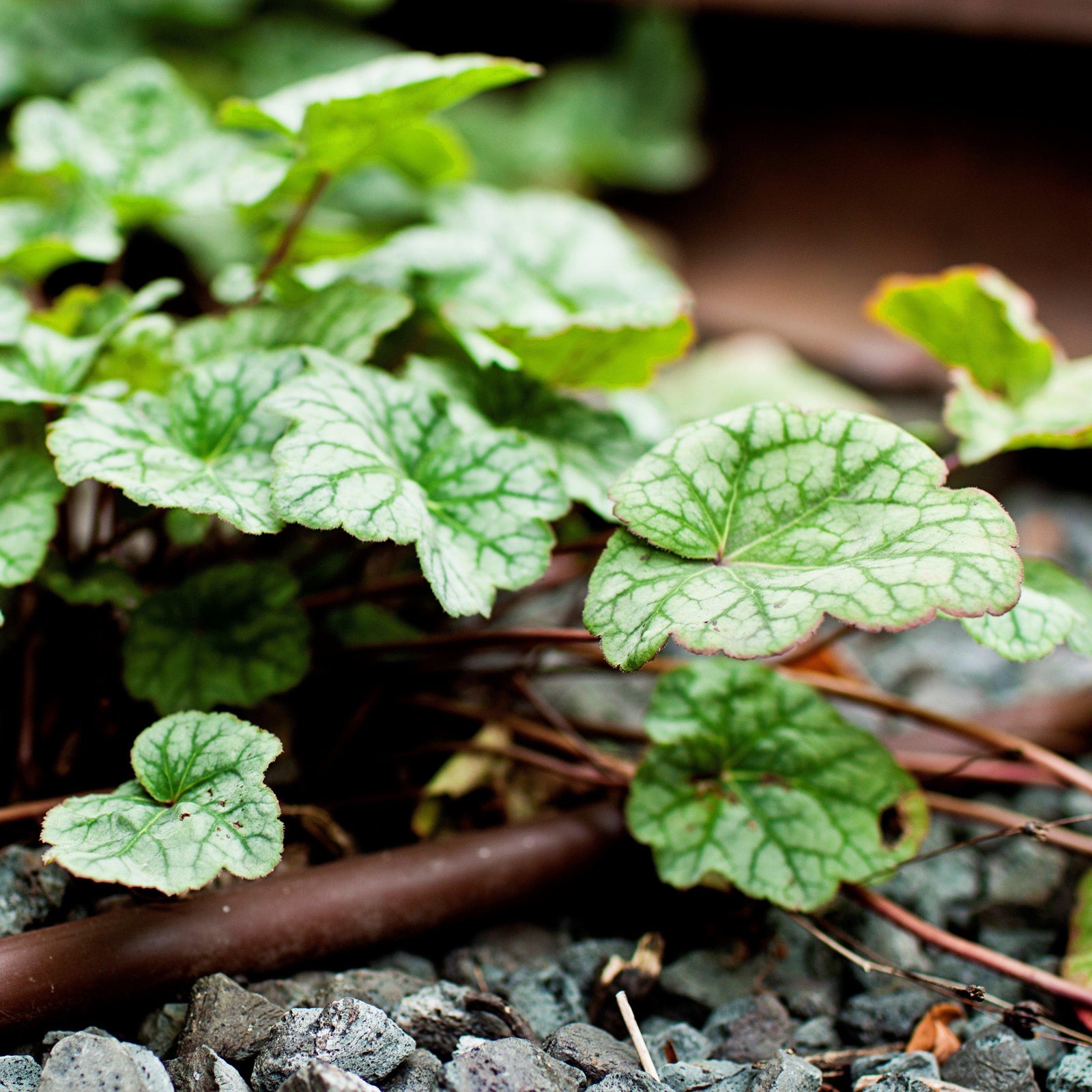 Heuchera americana 'Dale's Strain' ~ Dale's Strain Coral Bells - Delivered By ServeScape