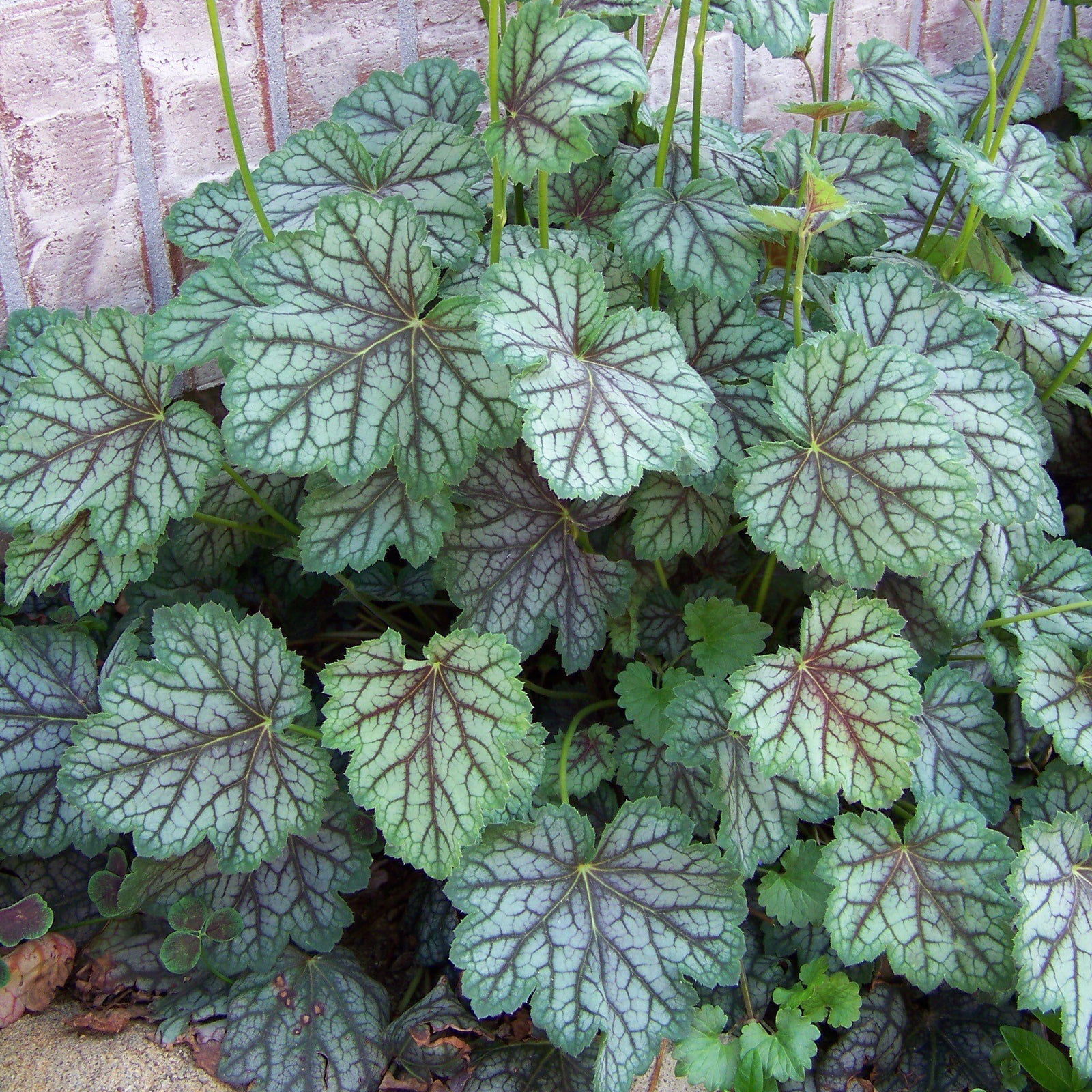 Heuchera americana 'Green Spice' ~ Green Spice Coral Bells - Delivered By ServeScape