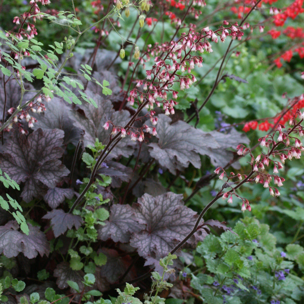 Heuchera micrantha 'Palace Purple' ~ Purple Palace Coral Bells - Delivered By ServeScape