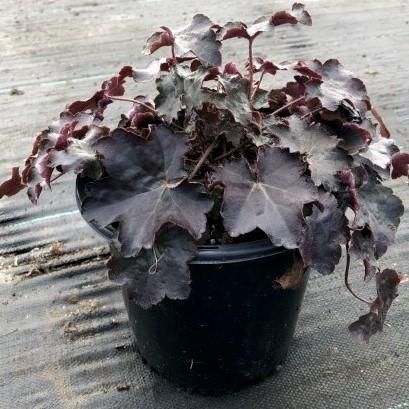Heuchera micrantha 'Palace Purple' ~ Purple Palace Coral Bells-ServeScape