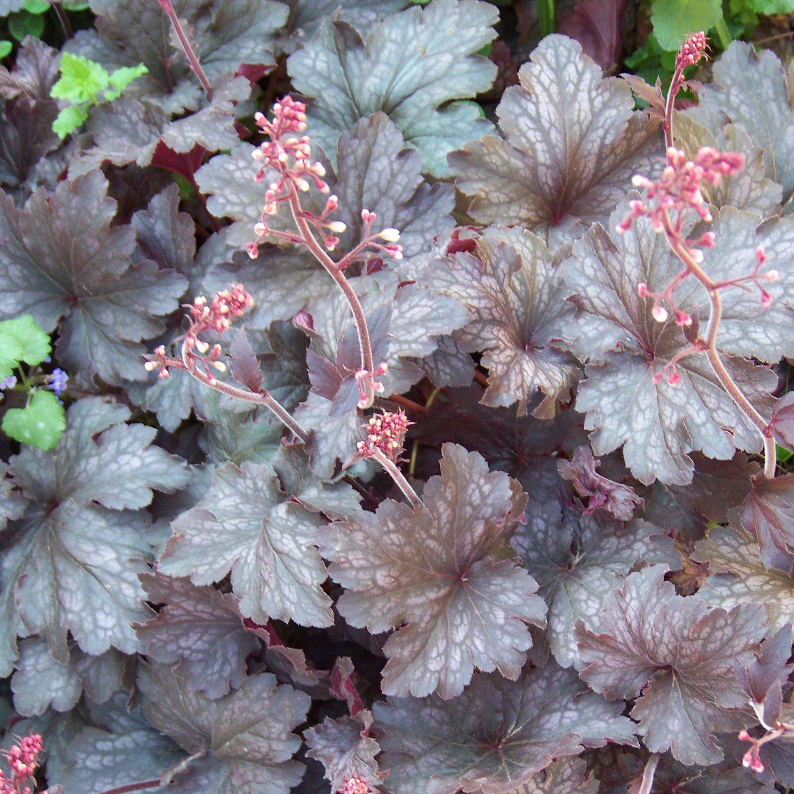 Heuchera micrantha 'Palace Purple' ~ Purple Palace Coral Bells - Delivered By ServeScape